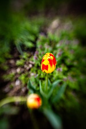 Red and Yellow Tulip