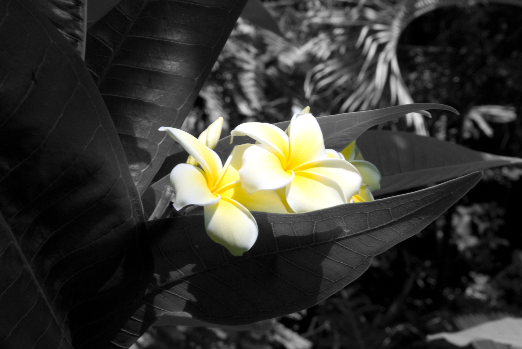 It Was All Yellow It Was All Yellow