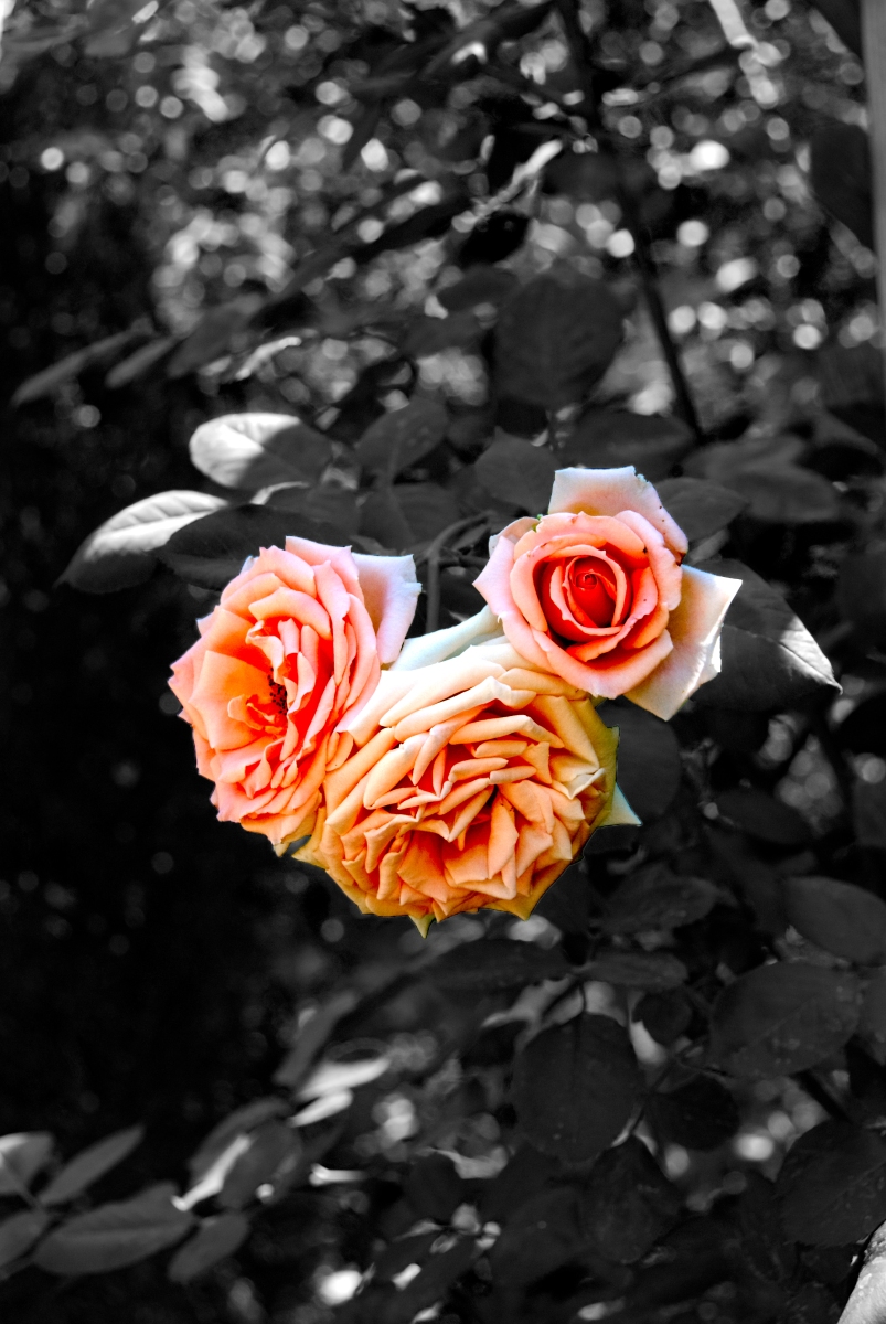 Rose Colored Glasses Rose Colored Glasses